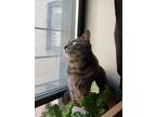 Adopt Gardenia a Gray, Blue or Silver Tabby American Shorthair / Mixed (short