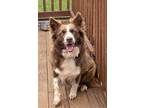 Adopt Cedar a Brown/Chocolate Border Collie / Mixed dog in Culpeper