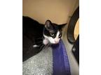 Adopt Lucas a All Black Domestic Shorthair / Domestic Shorthair / Mixed cat in