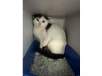 Adopt Statler a White Domestic Shorthair / Domestic Shorthair / Mixed cat in