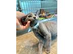 Adopt Socks a Gray or Blue Domestic Shorthair / Domestic Shorthair / Mixed cat