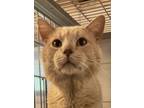 Adopt Obi Wan a Tan or Fawn Domestic Shorthair / Domestic Shorthair / Mixed cat