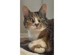 Adopt Reece a Orange or Red Domestic Shorthair / Mixed Breed (Medium) / Mixed