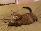 Adopt Nutmeg a Tortoiseshell Domestic Shorthair / Mixed (short coat) cat in