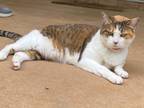 Adopt Pipi a Calico or Dilute Calico Calico / Mixed (medium coat) cat in
