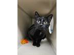 Adopt Oil a Black (Mostly) Domestic Shorthair (short coat) cat in Laramie