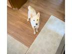Adopt Suki a White Shiba Inu / Mixed dog in Stafford, VA (41409367)