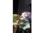 Adopt Scarlette a Calico or Dilute Calico Domestic Shorthair / Mixed (medium
