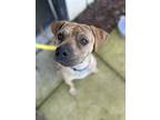 Adopt Good Guy Princess (G) a Brindle Boxer / Mixed dog in Fresno, CA (40613383)