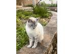 Adopt Simon a Gray, Blue or Silver Tabby Siamese / Mixed (short coat) cat in