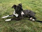 Adopt Draco a Brindle American Pit Bull Terrier / Mixed dog in Raleigh