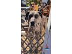Adopt Daisy a Great Dane / Mixed dog in Bullard, TX (41409511)