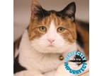 Adopt Shae a Calico or Dilute Calico American Shorthair / Mixed (short coat) cat