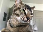 Adopt Smokey a Brown or Chocolate (Mostly) Domestic Shorthair / Mixed (short