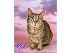 Adopt Neko 120081 a Domestic Shorthair (short coat) cat in Joplin, MO (41343077)