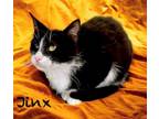 Adopt Jinx 123673 a All Black Domestic Shorthair (short coat) cat in Joplin