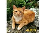 Adopt Warren 30245 a Orange or Red Domestic Shorthair (short coat) cat in