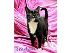 Adopt Braden 123625 a All Black Domestic Shorthair (short coat) cat in Joplin