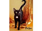Adopt Posha 123657 a All Black Domestic Shorthair (short coat) cat in Joplin