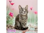 Adopt Lucie 30287 a Gray or Blue Domestic Shorthair (short coat) cat in Joplin