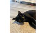 Adopt Jewels a All Black Domestic Shorthair / Mixed (short coat) cat in Los