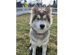 Adopt Iris a Red/Golden/Orange/Chestnut - with White Husky / Mixed dog in Minot