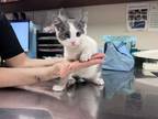 Adopt Buzz a White Domestic Shorthair / Domestic Shorthair / Mixed cat in