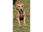 Adopt PASHA a Brown/Chocolate Labrador Retriever / Mixed dog in Clinton