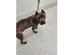 Adopt Royalty a Gray/Blue/Silver/Salt & Pepper Cane Corso / Mixed dog in