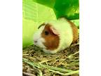 Adopt THELMA a White Guinea Pig / Guinea Pig / Mixed (short coat) small animal