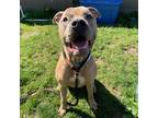 Adopt Hercules a Brown/Chocolate Mixed Breed (Large) / Mixed dog in Menands