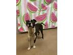 Adopt Parker a Brindle Mixed Breed (Large) / Mixed dog in Anderson