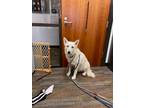 Adopt Thor a White Alaskan Klee Kai / Mixed (short coat) dog in San Antonio