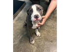 Adopt Fable a Gray/Blue/Silver/Salt & Pepper Terrier (Unknown Type