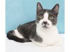 Adopt Mr. Mustache a Domestic Shorthair / Mixed cat in League City