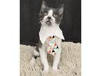 Adopt Mr. Mustache a Domestic Shorthair / Mixed cat in League City