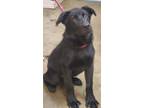 Adopt Hunter a Black Labrador Retriever / Shepherd (Unknown Type) / Mixed dog in