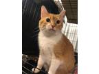 Adopt Esme a Orange or Red (Mostly) Domestic Shorthair / Mixed (short coat) cat