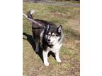 Adopt Shadow a Gray/Blue/Silver/Salt & Pepper Husky / Mixed dog in Bethlehem