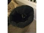 Adopt Macaroon "Mac" a All Black American Shorthair (short coat) cat in Dayton
