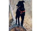 Adopt Blaze a Black - with White Jindo / Labrador Retriever / Mixed dog in