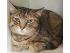 Adopt Schnebly a White Domestic Shorthair / Domestic Shorthair / Mixed cat in