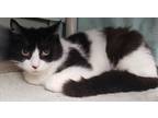 Adopt Robin Egg a White Domestic Shorthair / Domestic Shorthair / Mixed cat in