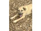 Adopt Babble a Brown/Chocolate Mountain Cur / Mixed dog in Gainesville
