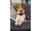 Adopt Delilah a Tricolor (Tan/Brown & Black & White) Treeing Walker Coonhound /