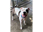 Adopt Romeo a White American Pit Bull Terrier / Mixed Breed (Medium) / Mixed