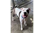 Adopt Romeo a White American Pit Bull Terrier / Mixed dog in North Myrtle Beach