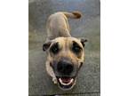 Adopt Daisy a Tan/Yellow/Fawn Mixed Breed (Large) / Mixed dog in North Myrtle
