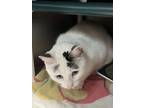 Adopt Marriott a White Domestic Shorthair / Domestic Shorthair / Mixed cat in