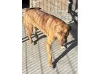 Adopt Ann a Brown/Chocolate Catahoula Leopard Dog dog in Shawnee, OK (41409128)